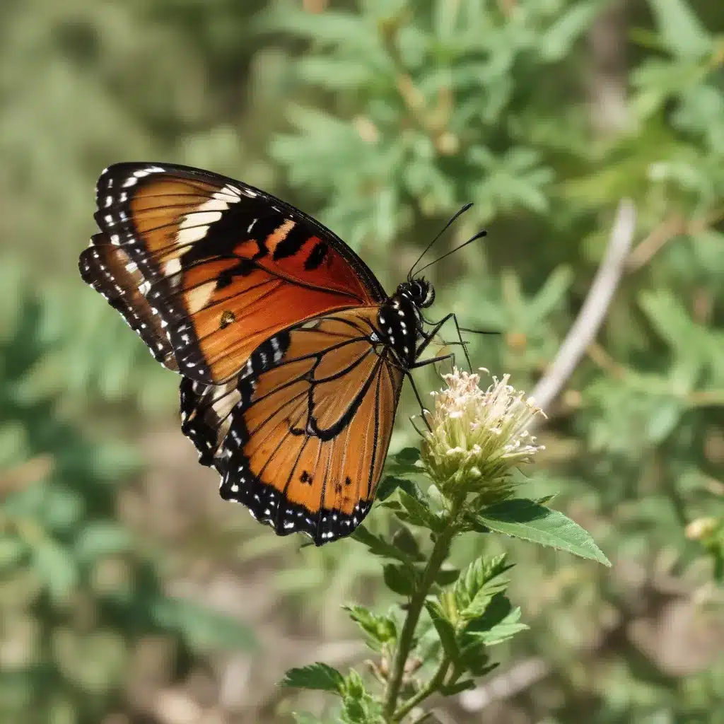 Backyard Birding and Butterfly Bonanzas at Crooked Pines Nature Trail